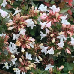 Abelia × Grandiflora -Sapling Vibe Sales Store pl0000000003 card3 lg