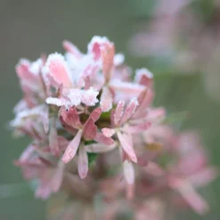 Abelia × Grandiflora -Sapling Vibe Sales Store pl0000000003 card4 lg