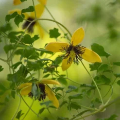 Clematis 'Bill MacKenzie'