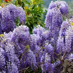 Wisteria Sinensis -Sapling Vibe Sales Store pl0000000028 card3 lg