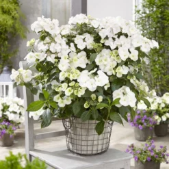 Hydrangea Runaway Bride Snow White ('USHYD0405') (PBR) -Sapling Vibe Sales Store pl0000000032 card3 lg