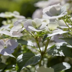 Hydrangea Runaway Bride Snow White ('USHYD0405') (PBR) -Sapling Vibe Sales Store pl0000000032 card5 lg