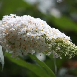 Buddleja Davidii 'White Profusion' -Sapling Vibe Sales Store pl0000000412 card3 lg