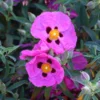 Cistus × Purpureus