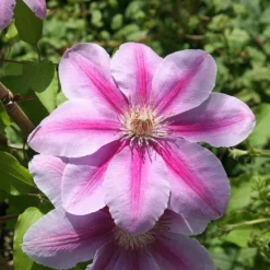 Clematis 'Bees' Jubilee'