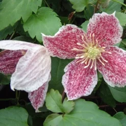 Clematis Cirrhosa Var. Purpurascens 'Freckles' -Sapling Vibe Sales Store pl0000000872 card3 lg
