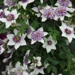 Clematis Florida Var. Florida 'Sieboldiana' -Sapling Vibe Sales Store pl0000000882 card3 lg