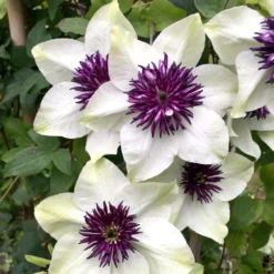 Clematis Florida Var. Florida 'Sieboldiana' -Sapling Vibe Sales Store pl0000000882 card4 lg