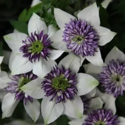 Clematis Florida Var. Florida 'Sieboldiana' -Sapling Vibe Sales Store pl0000000882 card6 lg