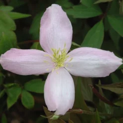 Clematis Montana Var. Rubens 'Pink Perfection' -Sapling Vibe Sales Store pl0000000903 card3 lg