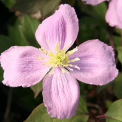 Clematis Montana Var. Rubens 'Tetrarose' 5 Clematis Montana Var. Rubens 'Tetrarose' -Sapling Vibe Sales Store pl0000000904 card3 lg