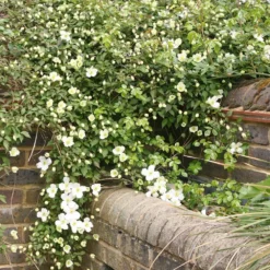 Clematis Montana Var. Grandiflora -Sapling Vibe Sales Store pl0000000905 card3 lg