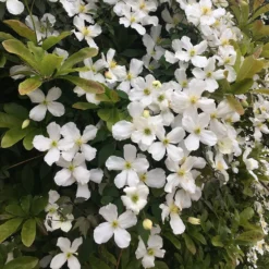 Clematis Montana Var. Grandiflora -Sapling Vibe Sales Store pl0000000905 card4 lg