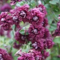 Clematis 'Purpurea Plena Elegans' 7 Clematis 'Purpurea Plena Elegans' -Sapling Vibe Sales Store pl0000000928 card3 lg