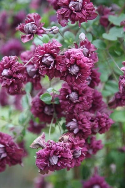 Clematis 'Purpurea Plena Elegans' 3 Clematis 'Purpurea Plena Elegans' - Image 3