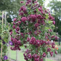 Clematis 'Purpurea Plena Elegans' 8 Clematis 'Purpurea Plena Elegans' -Sapling Vibe Sales Store pl0000000928 card4 lg