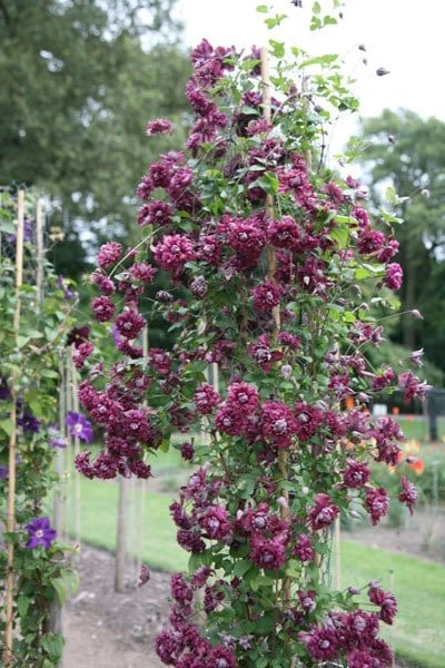 Clematis 'Purpurea Plena Elegans' 4 Clematis 'Purpurea Plena Elegans' - Image 4