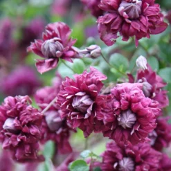 Clematis 'Purpurea Plena Elegans' 9 Clematis 'Purpurea Plena Elegans' -Sapling Vibe Sales Store pl0000000928 card5 lg