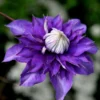 Clematis 'Vyvyan Pennell'
