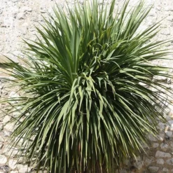 Cordyline Australis -Sapling Vibe Sales Store pl0000000943 card3 lg