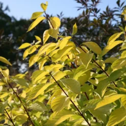 Cornus Alba 'Aurea'