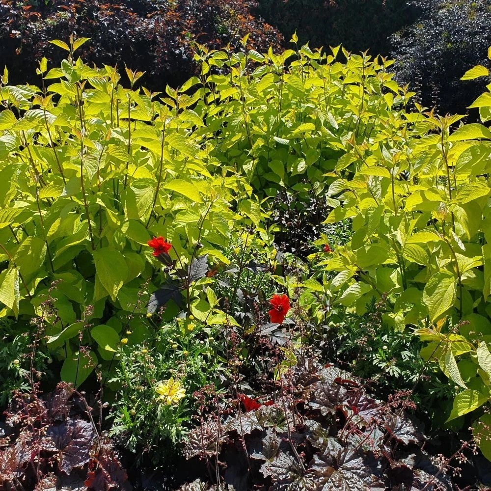 Cornus Alba 'Aurea' 2 Cornus Alba 'Aurea' - Image 2