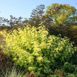 Cornus Alba 'Aurea' 5 Cornus Alba 'Aurea' -Sapling Vibe Sales Store pl0000000958 card3 lg