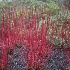 Cornus Alba 'Sibirica' -Sapling Vibe Sales Store pl0000000963 card3 lg
