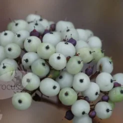 Cornus Alba 'Sibirica' -Sapling Vibe Sales Store pl0000000963 card4 lg