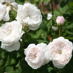 Rosa 'Madame Hardy' -Sapling Vibe Sales Store pl0000001116 card3 lg