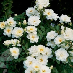 Sapling Vibe Sales Store -Sapling Vibe Sales Store pl0000001131 card2 lg