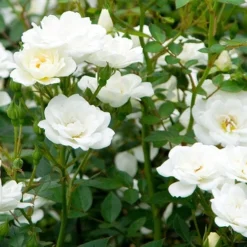 Rosa Kent ('Poulcov') (PBR) (Towne & Country Series) -Sapling Vibe Sales Store pl0000001131 card3 lg