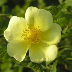 Rosa Xanthina 'Canary Bird' -Sapling Vibe Sales Store pl0000001158 card3 lg