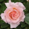 Rosa 'Compassion'