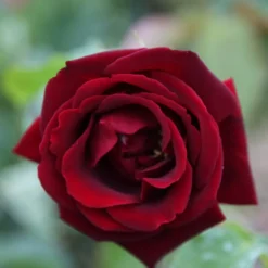 Rosa 'Climbing Étoile De Hollande'