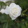 Rosa 'Climbing Iceberg'