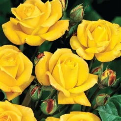 Rosa 'Arthur Bell' -Sapling Vibe Sales Store pl0000001199 card3 lg