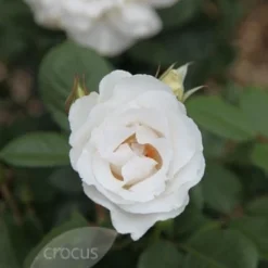 Sapling Vibe Sales Store -Sapling Vibe Sales Store pl0000001213 card2 lg