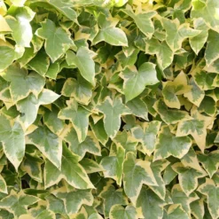 Hedera Helix 'Goldchild'