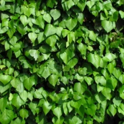 Hedera Hibernica