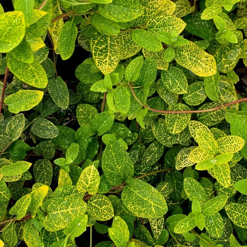 Lonicera Japonica 'Aureoreticulata' 1 Lonicera Japonica 'Aureoreticulata'