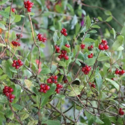 Lonicera Periclymenum 'Belgica' 5 Lonicera Periclymenum 'Belgica' -Sapling Vibe Sales Store pl0000001683 card4 lg