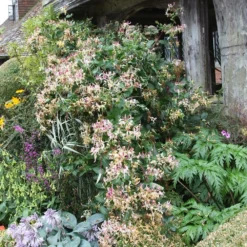 Lonicera Periclymenum 'Serotina' -Sapling Vibe Sales Store pl0000001685 card3 lg