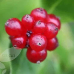 Lonicera Periclymenum 'Serotina' -Sapling Vibe Sales Store pl0000001685 card4 lg