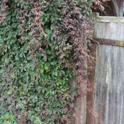 Sapling Vibe Sales Store -Sapling Vibe Sales Store pl0000001691 card2 lg