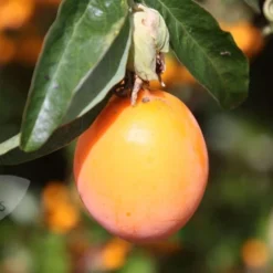 Passiflora Caerulea -Sapling Vibe Sales Store pl0000001697 card3 lg