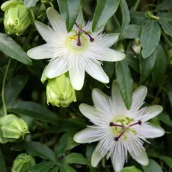 Sapling Vibe Sales Store -Sapling Vibe Sales Store pl0000001698 card3 lg