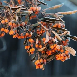 Pyracantha Saphyr Orange ('Cadange') -Sapling Vibe Sales Store pl0000001709 card3 lg