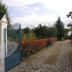 Pyracantha Saphyr Orange ('Cadange') -Sapling Vibe Sales Store pl0000001709 card4 lg