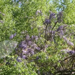 Wisteria Floribunda -Sapling Vibe Sales Store pl0000001735 card4 lg